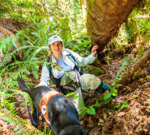 In a League-sponsored study, Wicket sniffs for the scent of white-footed vole scat. Her handler, Debbie Woollett, is Co-Founder of Working Dogs for Conservation. Photo by Humboldt State University