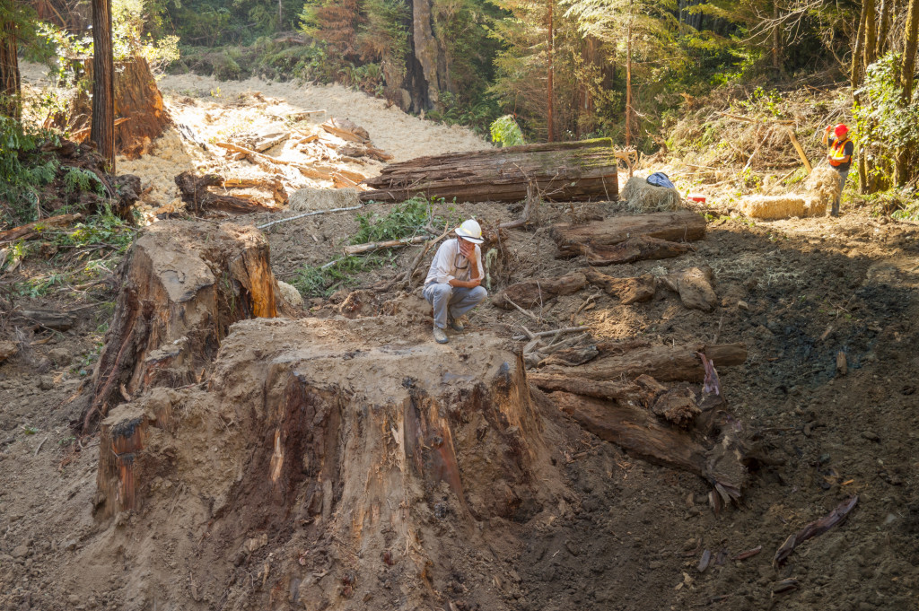 BLM Geologist Sam Flanagan surveys work from the stump of a giant redwood that was logged before Headwaters was protected as a Reserve. The stump had been covered with road fill before road decommissioning.