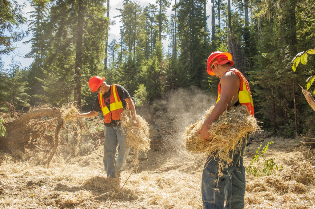 Workers spread rice straw on the recontoured roadbed, stabilizing the soil and providing a mulch layer that will promote vegetation growth.