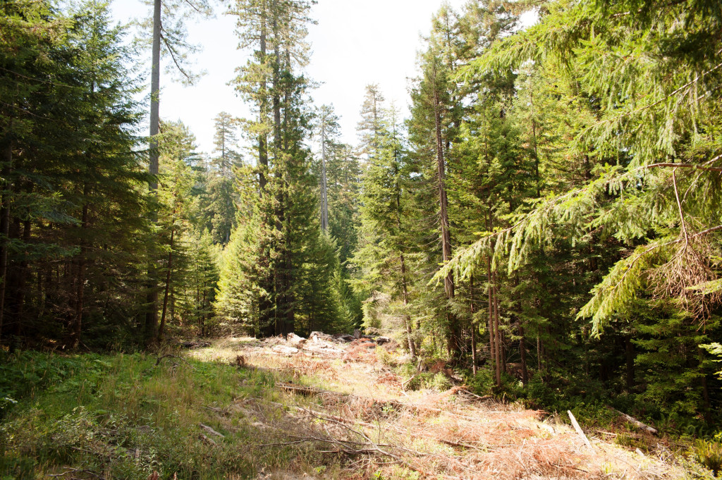 One year after decommissioning, native plants have grown on a former logging road at Headwaters Forest Reserve. Redwood seedlings were planted as part of the restoration. Photo by Humboldt State University.