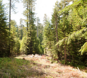 One year after decommissioning, native plants have grown on a former logging road at Headwaters Forest Reserve. Redwood seedlings were planted as part of the restoration. Photo by Humboldt State University.