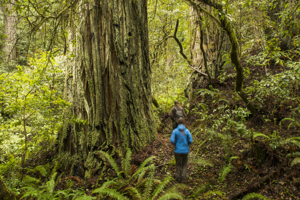 One day, the sites of decommissioned roads and redwood plantings will resemble Headwaters’ redwood groves such as this one.