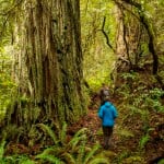 Your gifts are helping to decommission former logging roads and plant redwoods in Headwaters Forest Reserve. One day, the restored areas will resemble ancient redwood groves like this one at the reserve. Photo by Humboldt State University