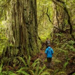 a hiker in a blue jacket walks through a lush, green forest of ferns and old-growth redwoods