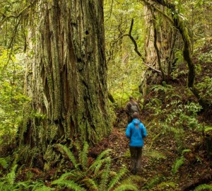 Your gifts are helping to decommission former logging roads and plant redwoods in Headwaters Forest Reserve. One day, the restored areas will resemble ancient redwood groves like this one at the reserve. Photo by Humboldt State University