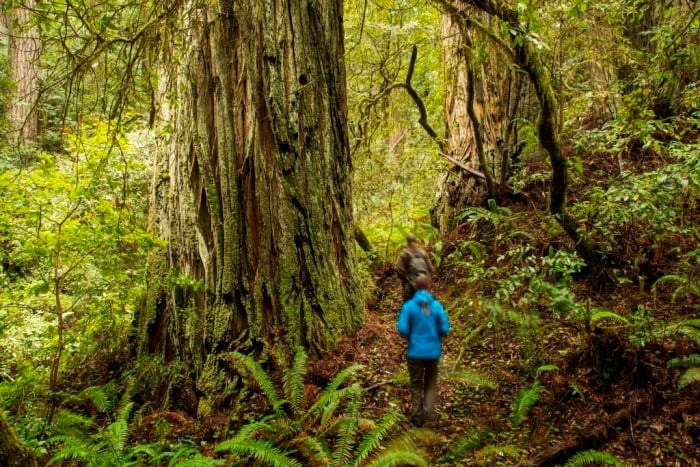 a hiker in a blue jacket walks through a lush, green forest of ferns and old-growth redwoods