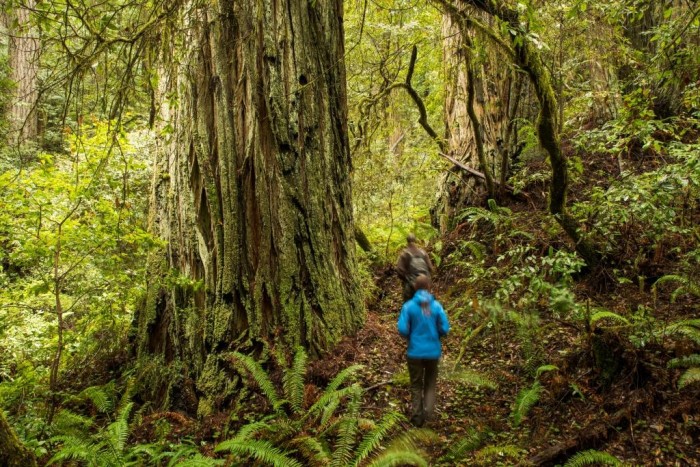 a hiker in a blue jacket walks through a lush, green forest of ferns and old-growth redwoods