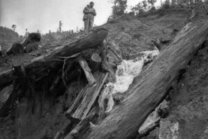 Stream erosion along old logging roads causes run-off into the streams. Heavy equipment is used to remove roads and recountour the landscape back to its previous topography.