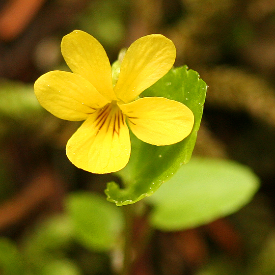 Stream violet is a wildflower found in redwood forests. Photo by Lynette Elliott.