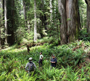 RCCI scientists study the impact of climate change on the redwood forest.