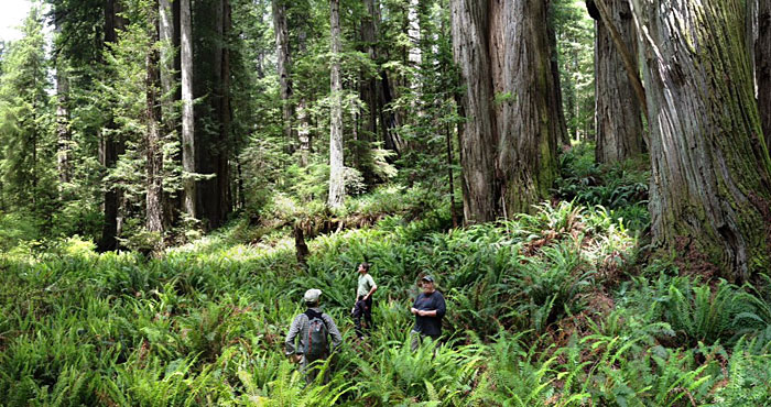 RCCI scientists study the impact of climate change on the redwood forest.