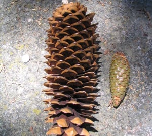 The cone of a sugar pine, one of the largest cones produced. These scales are flat and overlap each other, common to members of the pine family. Photo by clare_and_ben, Flickr Creative Commons