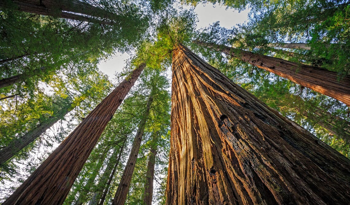 Tall Redwood Trees
