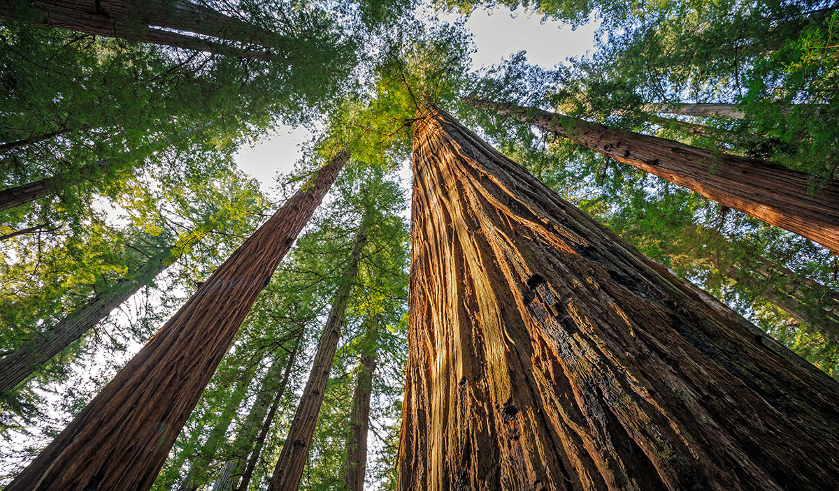 Save the Redwoods League