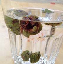 Tannins begin to dissolve as soon as the green redwood cones get wet.