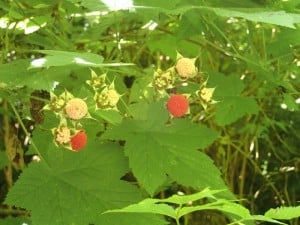 Thimbleberry – photo by eakspeasyFlickr Creative Commons  