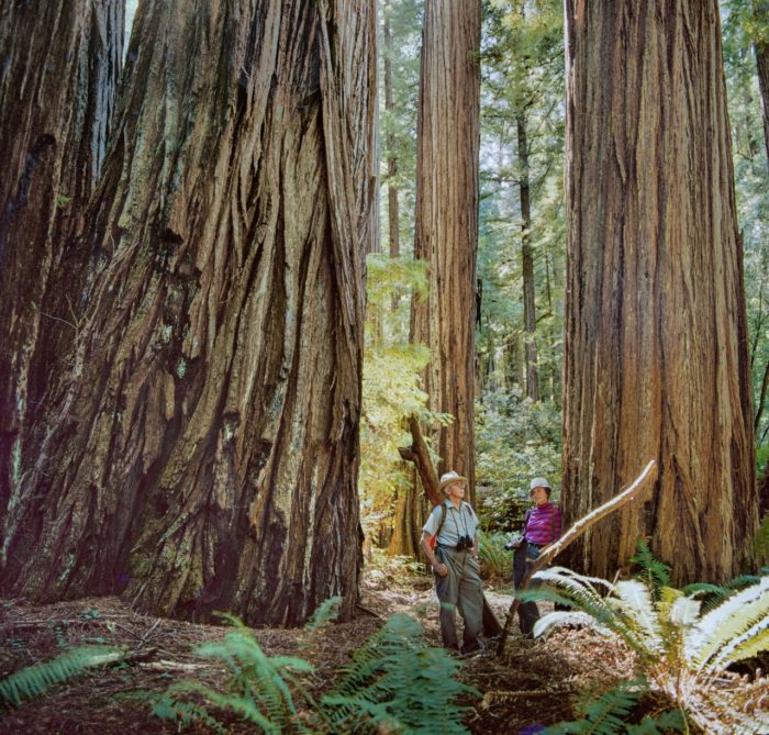 A man and a woman stand among giant redwood trees in a forest