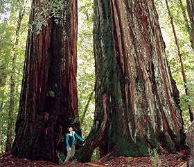 Coast Redwood