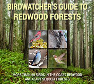 Get your free Birdwatcher’s Guide to Redwood Forests