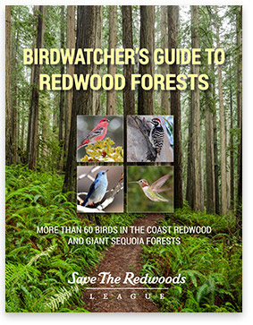 Birdwatcher's Guide