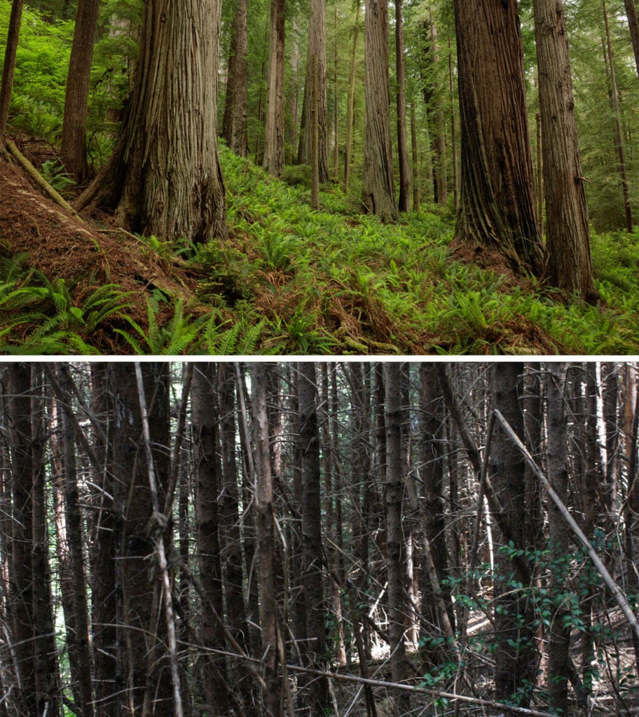 Comparison between a young heavily reseeded forest and an old-growth forest.
