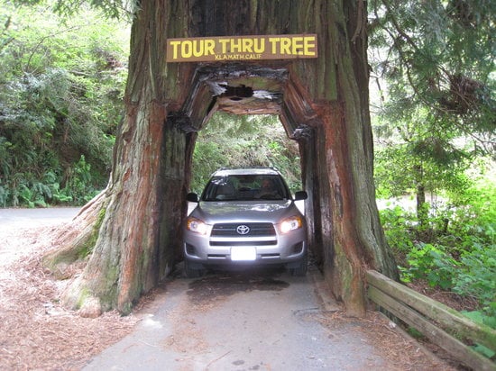 tour-thru tree