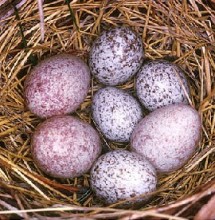 Towhee eggs. Photo by G.K. Peck, Environment Canada