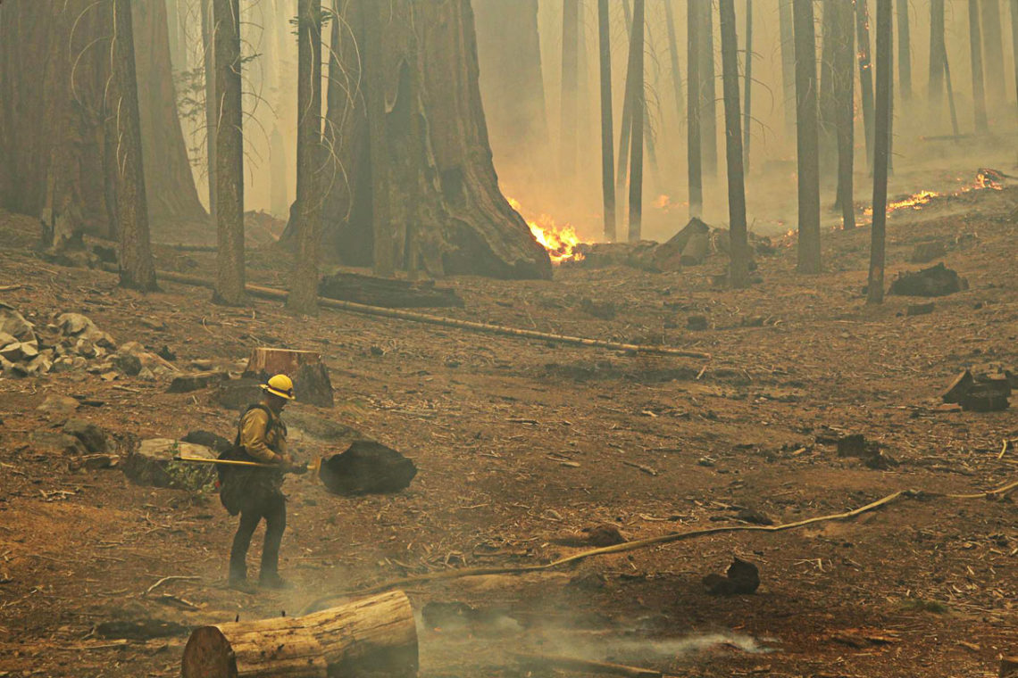 firefighter in sequoia grove