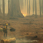 firefighter in sequoia grove