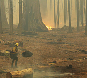 firefighter in sequoia grove