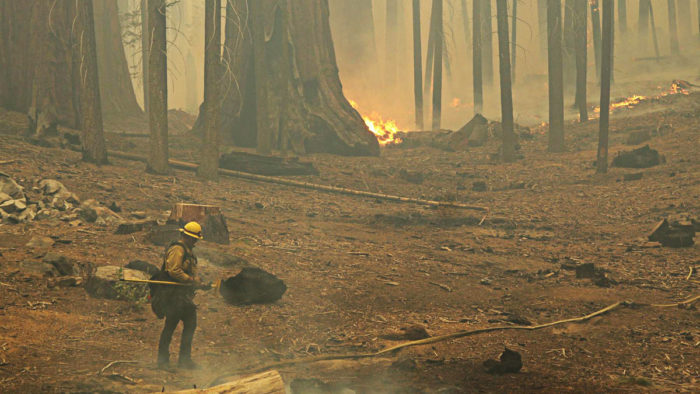 firefighter in sequoia grove