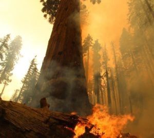 windy fire sequoia