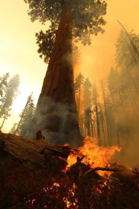 Giant Sequoia trees in Sequoia NP being protected from fire with structure  protection wrap - Wildfire Today