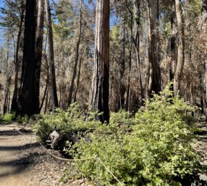 big basin redwood loop trail