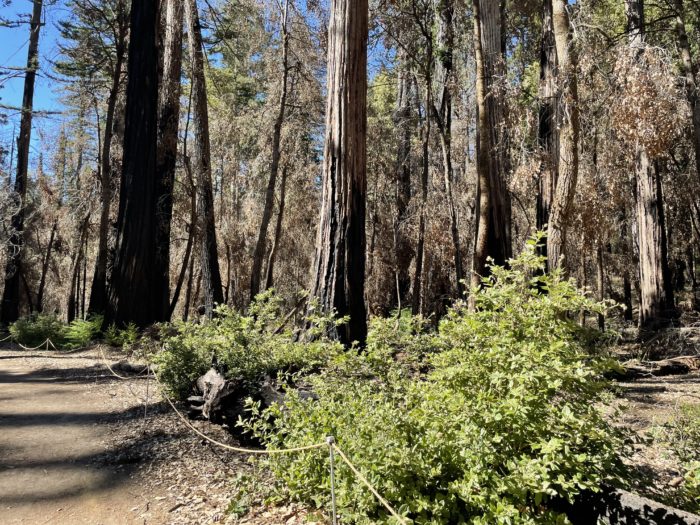 big basin redwood loop trail