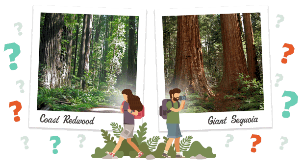 How Well Do You Know Redwoods?