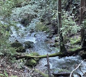 floating redwood mt Tam reverse