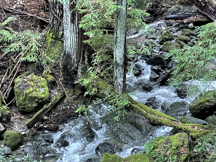 floating redwood mt. tam