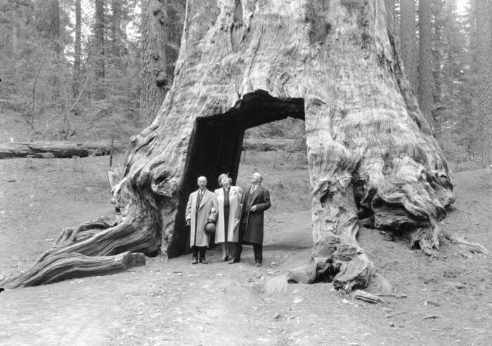 guys in front of tunnel tree.
