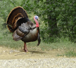 A wild turkey on display in California. Photo by Alan Vernon, Flickr Creative Commons