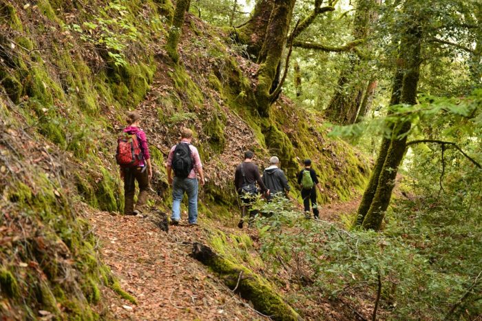 Visitors in the Twin Trees forest. Photo by Mike Shoys