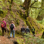 The Toumey Trail in Richardson Grove State Park crosses a corner of the Twin Trees forest. Photo by Mike Shoys