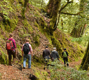 The Toumey Trail in Richardson Grove State Park crosses a corner of the Twin Trees forest. Photo by Mike Shoys