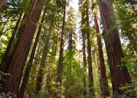 Magical Richardson Grove State Park is buffered by Twin Trees. Photo by Mike Shoys