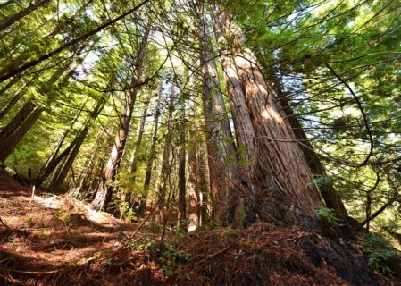 Young trees on the Twin Trees property. Photo by Mike Shoys