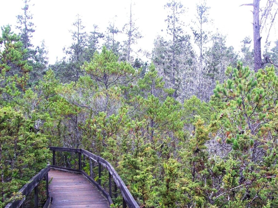 A boardwalk on the left side leads through a scrubby forest of short trees.