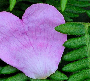 vday-large-carousel-fern