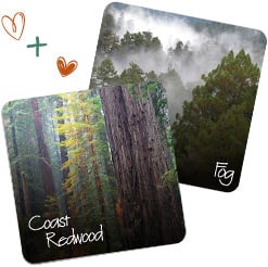 Coast Redwood and Fog