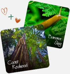 Coast Redwood and Banana Slug
