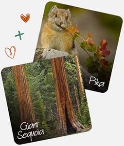 Giant Sequoia and Pika
